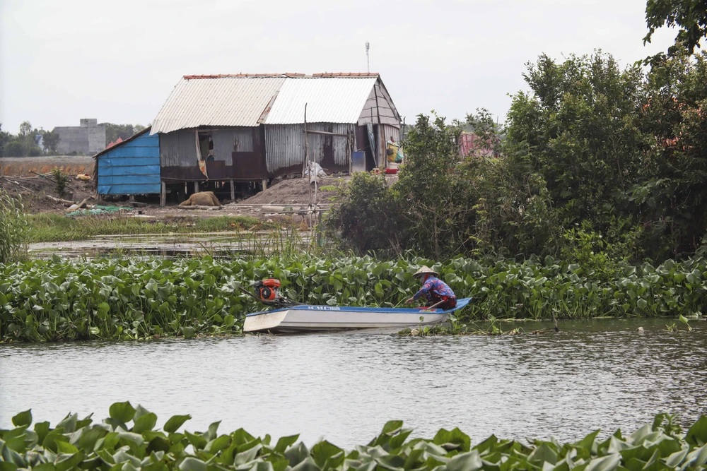 Nhiều người dân không đánh bắt được thủy sản phải đi cắt lục bình để kiếm thêm thu nhập.