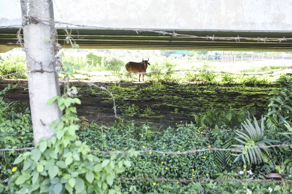 Người dân phá hàng rào để làm nơi tập kết, chăn thả trâu, bò. Ảnh:HUỲNH DU Người dân phá hàng rào để làm nơi tập kết, chăn thả trâu, bò. Ảnh:HUỲNH DU