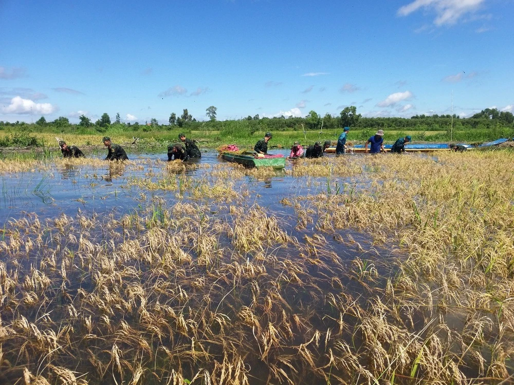 Lúa bị ngập úng, Bộ đội giúp dân thu hoạch (1).jpg