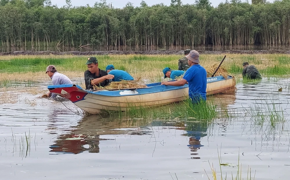 Lúa bị ngập úng, Bộ đội giúp dân thu hoạch (3).jpg