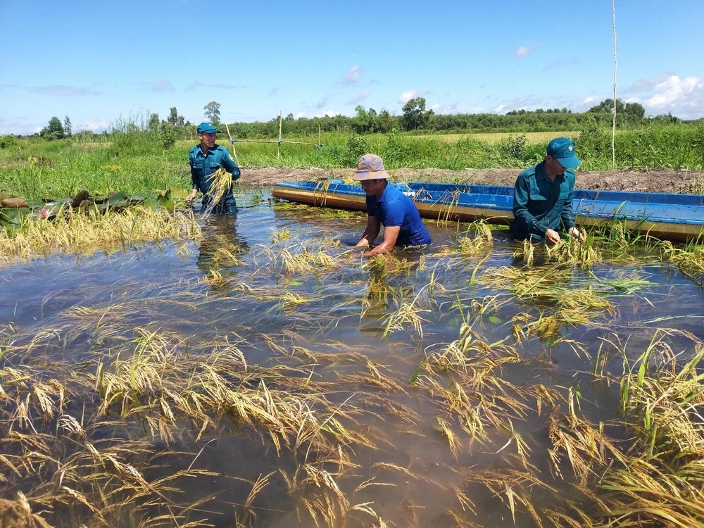 Lúa bị ngập úng, Bộ đội giúp dân thu hoạch (4).jpg