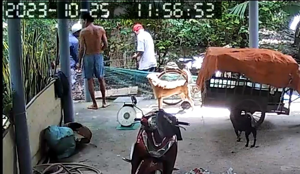 giả lái heo 2.jpg