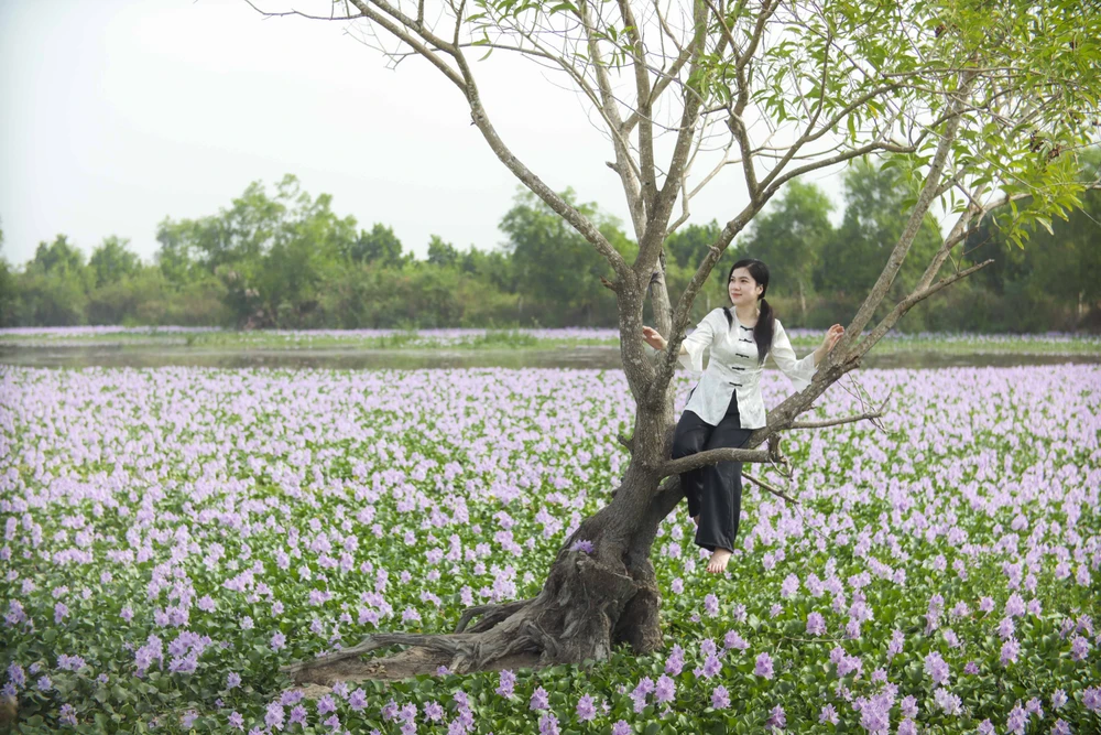 cánh đồng hoa lục bình.JPG