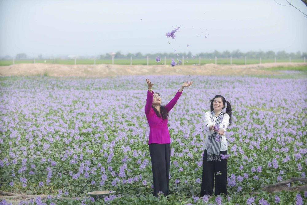 cánh đồng hoa lục bình.JPG