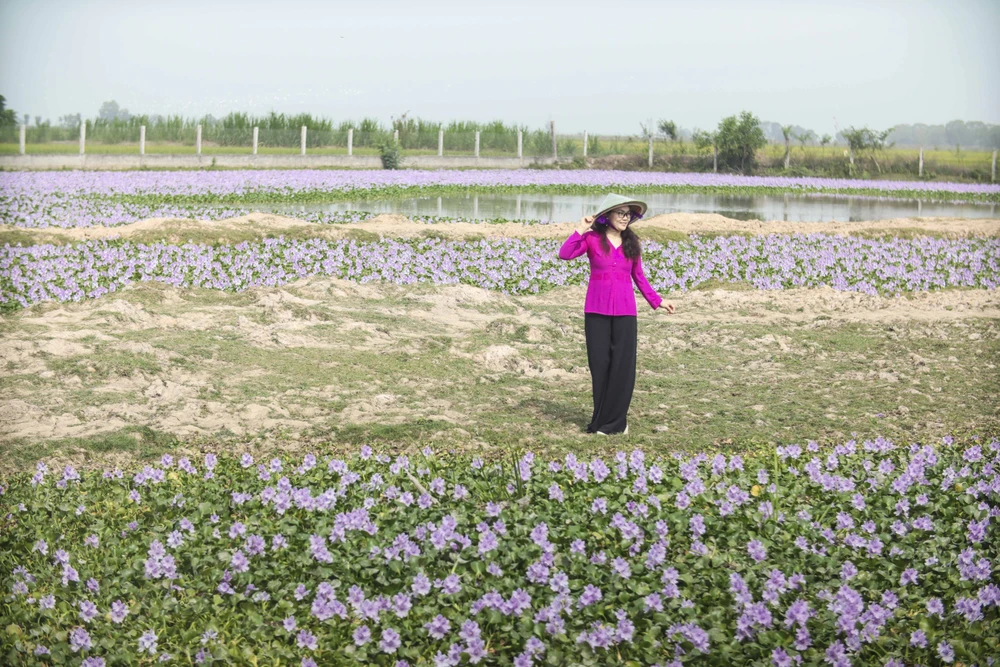 cánh đồng hoa lục bình.JPG
