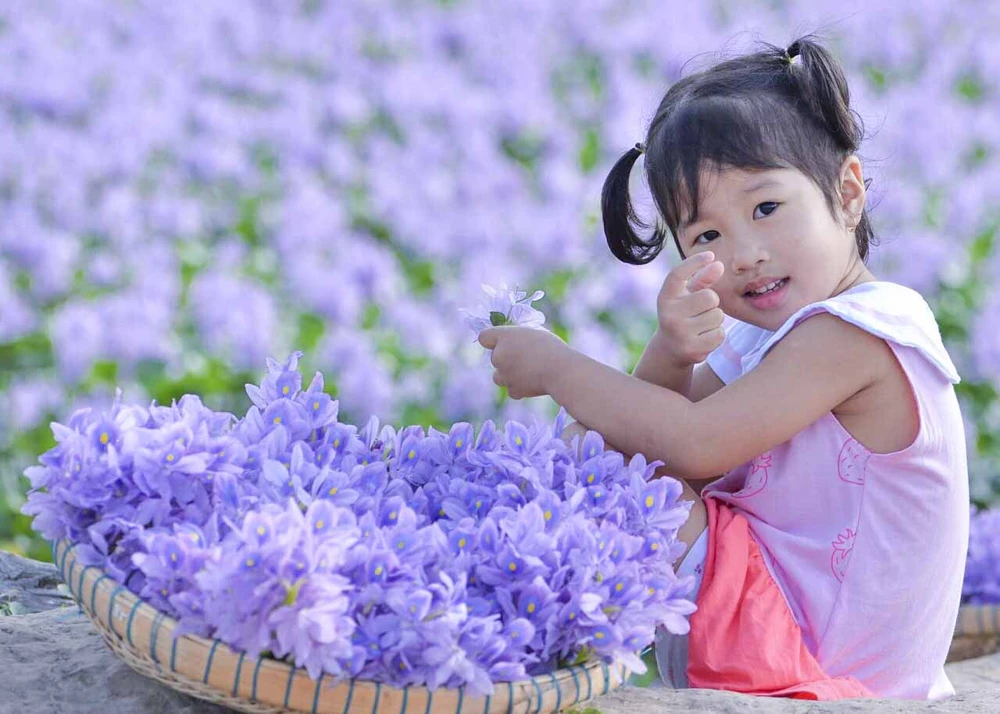 cánh đồng hoa lục bình.JPG