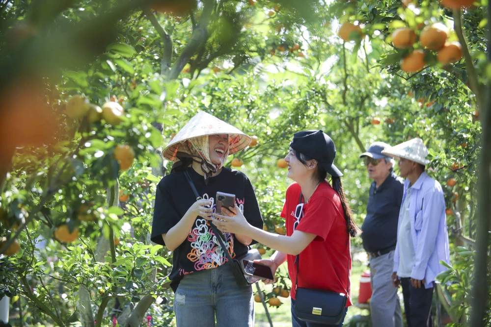 quýt hồng Lai Vung (14).JPG