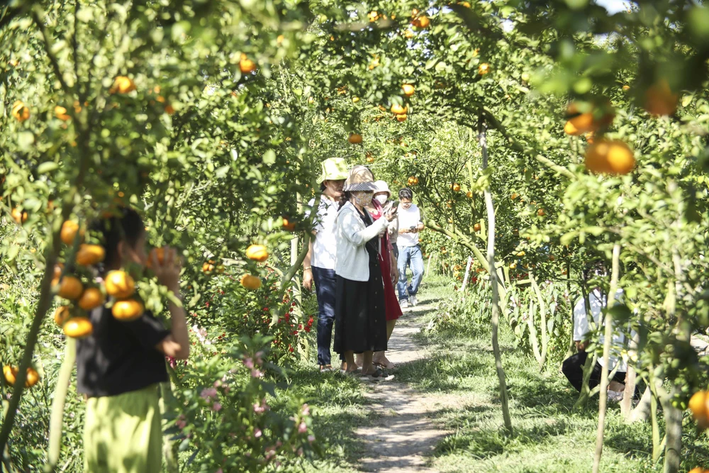 quýt hồng Lai Vung (2).JPG