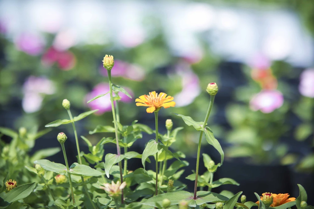 Làng Hoa Sa Đéc.JPG