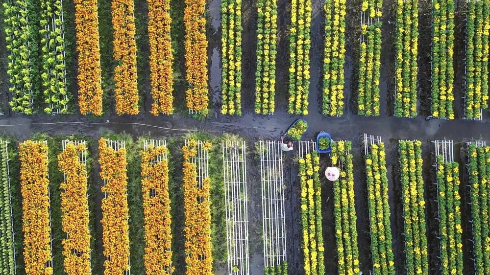 Làng hoa Sa Đéc (7).JPG