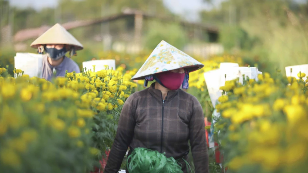 Làng hoa Sa Đéc (8).JPG