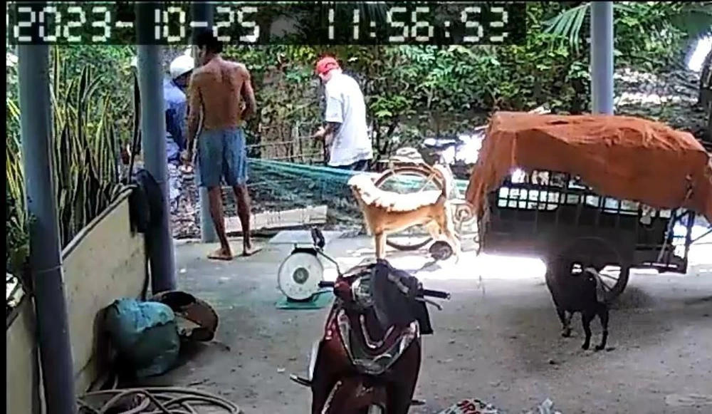 giả thương lái mua heo.jpg