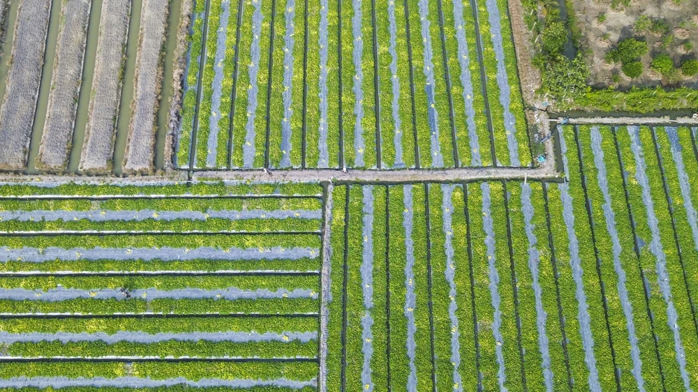 Âu tàu Rạch Chanh.JPG