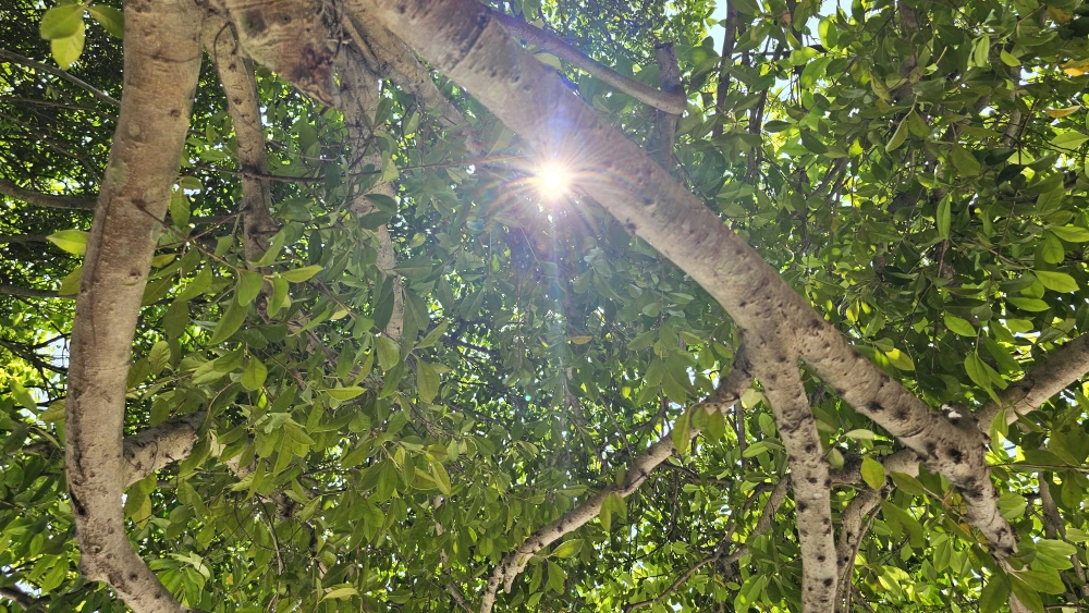 Quán cà phê được trồng trên 30 cây si (11).jpg