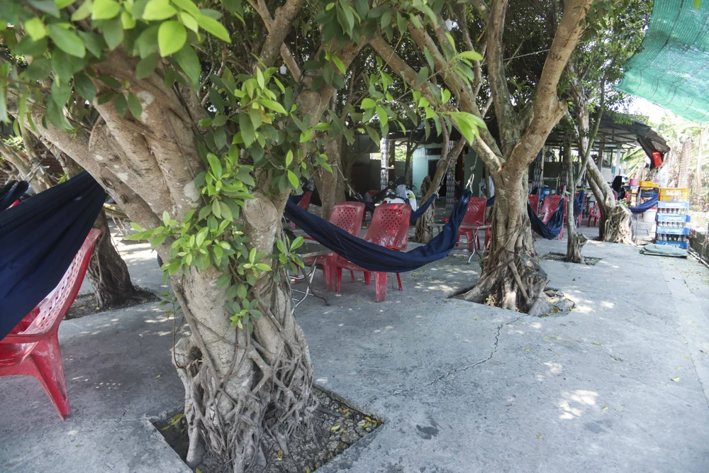 Quán cà phê được trồng trên 30 cây si (4).JPG