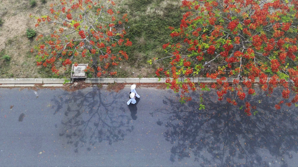 hoa phượng (12).JPG