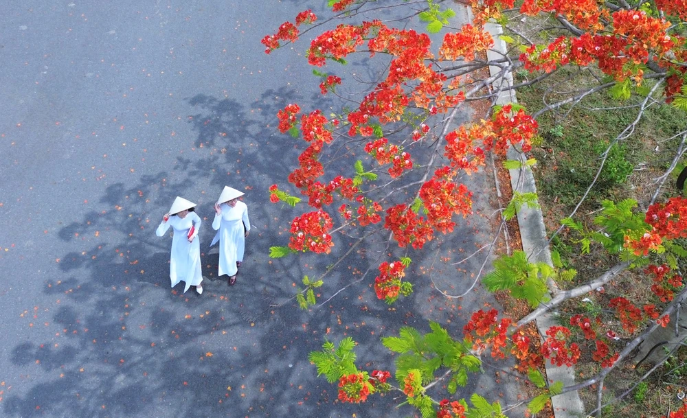 hoa phượng (13).jpg