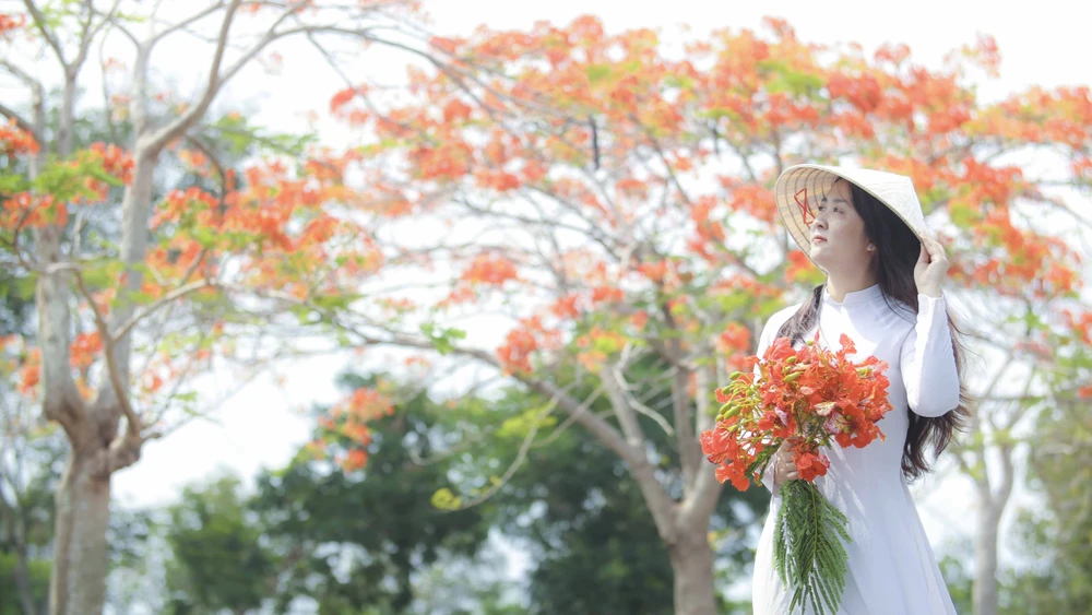 hoa phượng (2).JPG