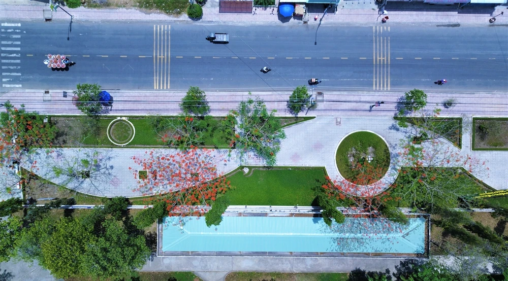 hoa phượng (8).JPG