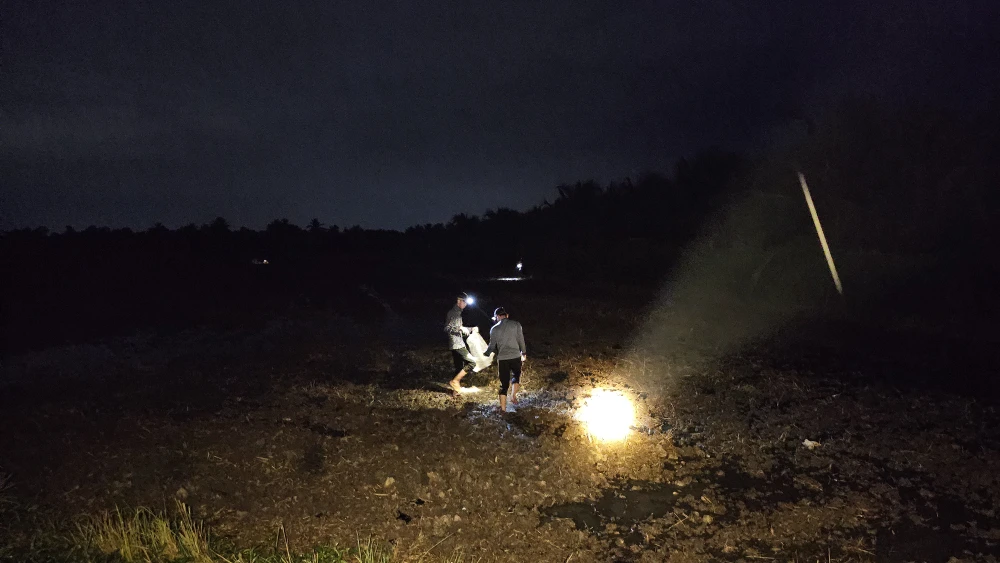 bắt ếch đồng 11.jpg