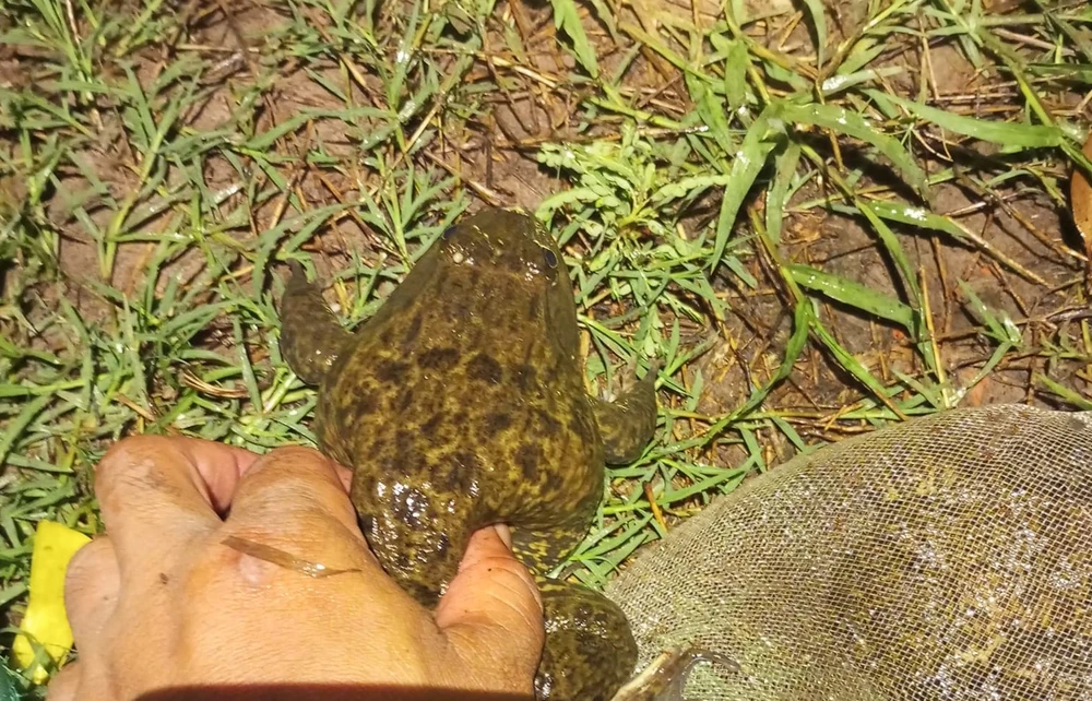 bắt ếch đồng 6.jpg