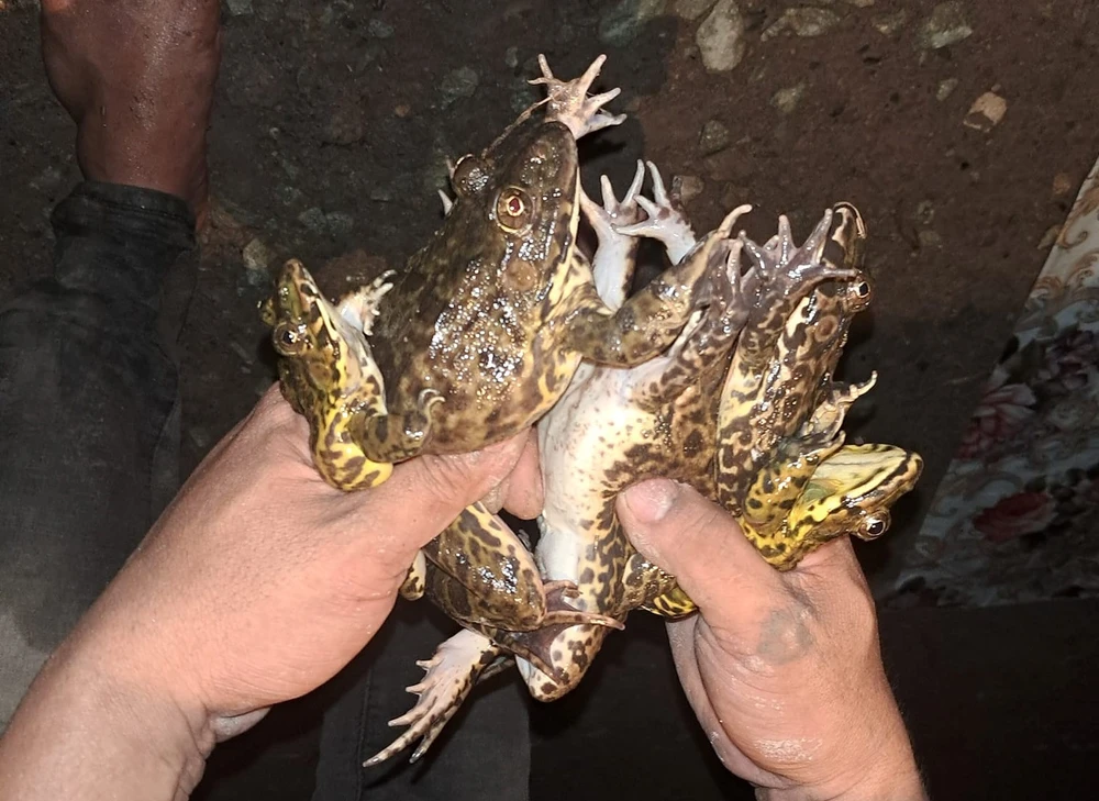 bắt ếch đồng 7.jpg