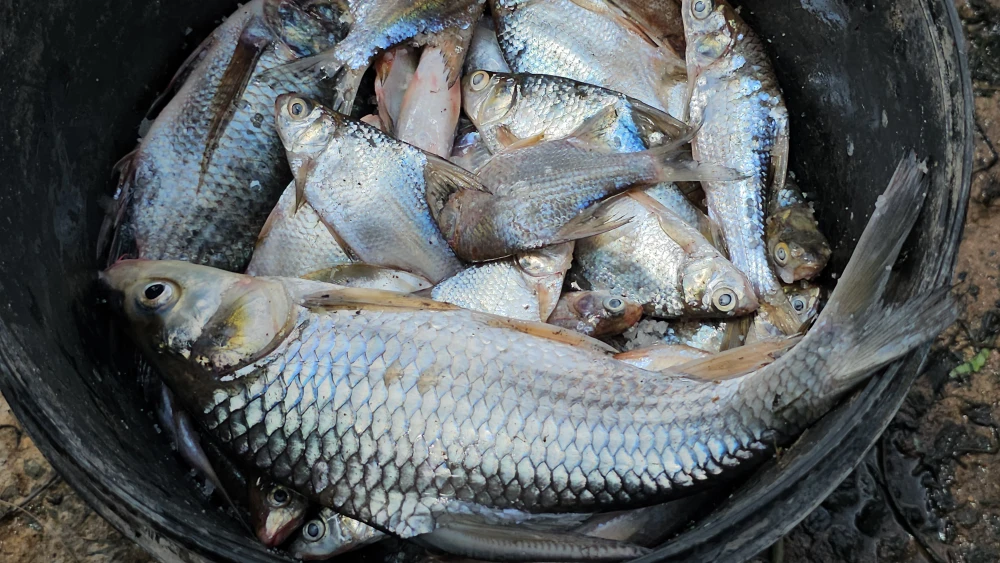 Mở cống ngăn mặn 2.jpg