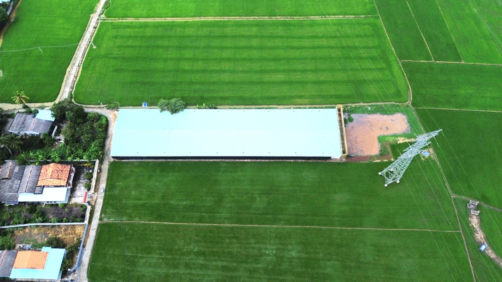 trang trại nuôi vịt 1.JPG