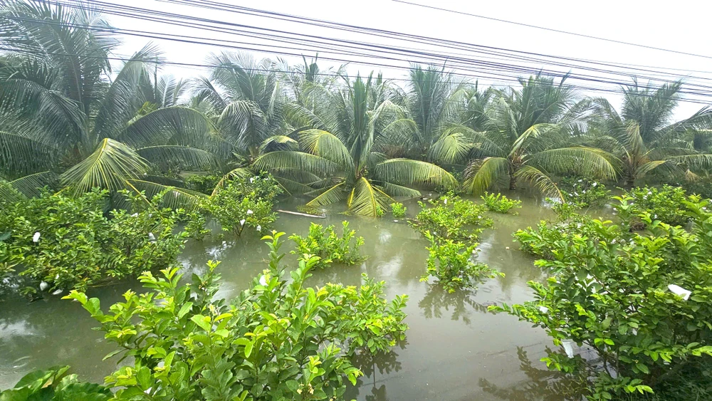 cảnh trắng tay (2).jpg