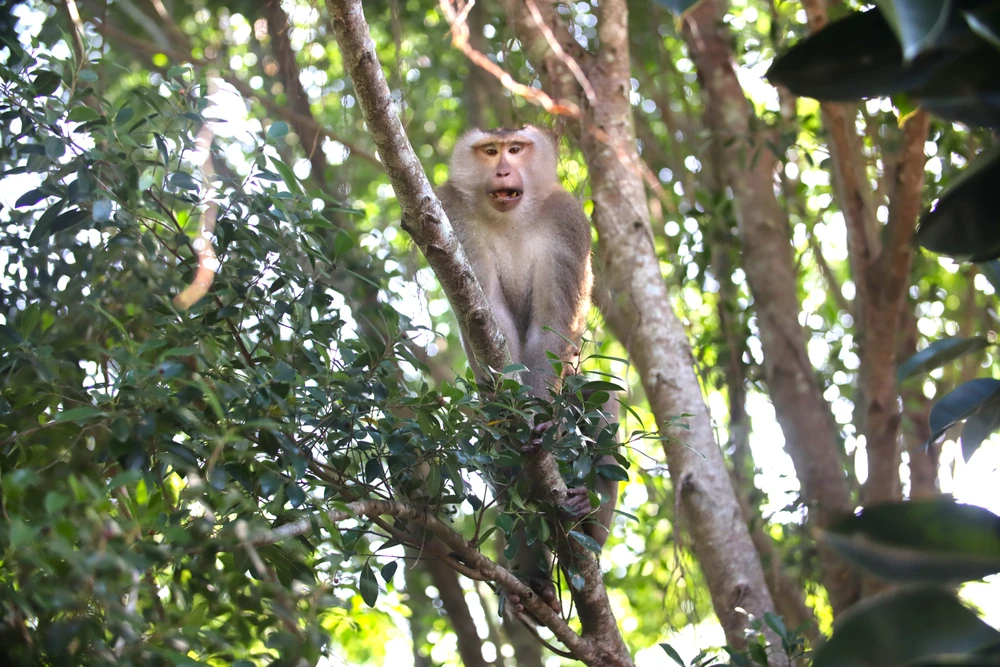 Khu Bảo tồn đất ngập nước Láng Sen 5.JPG