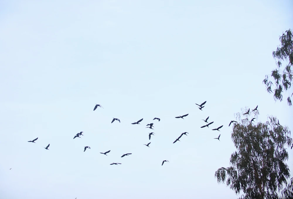 Khu Bảo tồn đất ngập nước Láng Sen 6.JPG