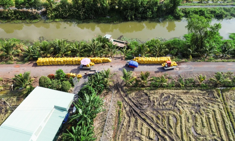 cánh đồng lúa chín vàng (10).jpg