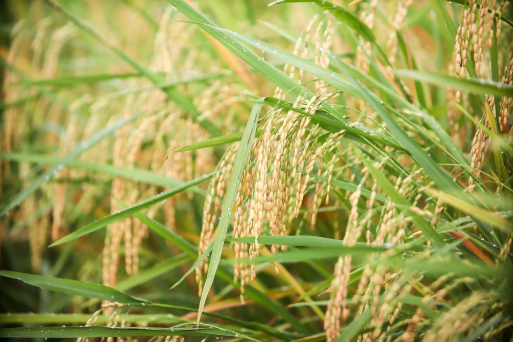 cánh đồng lúa chín vàng (13).jpg