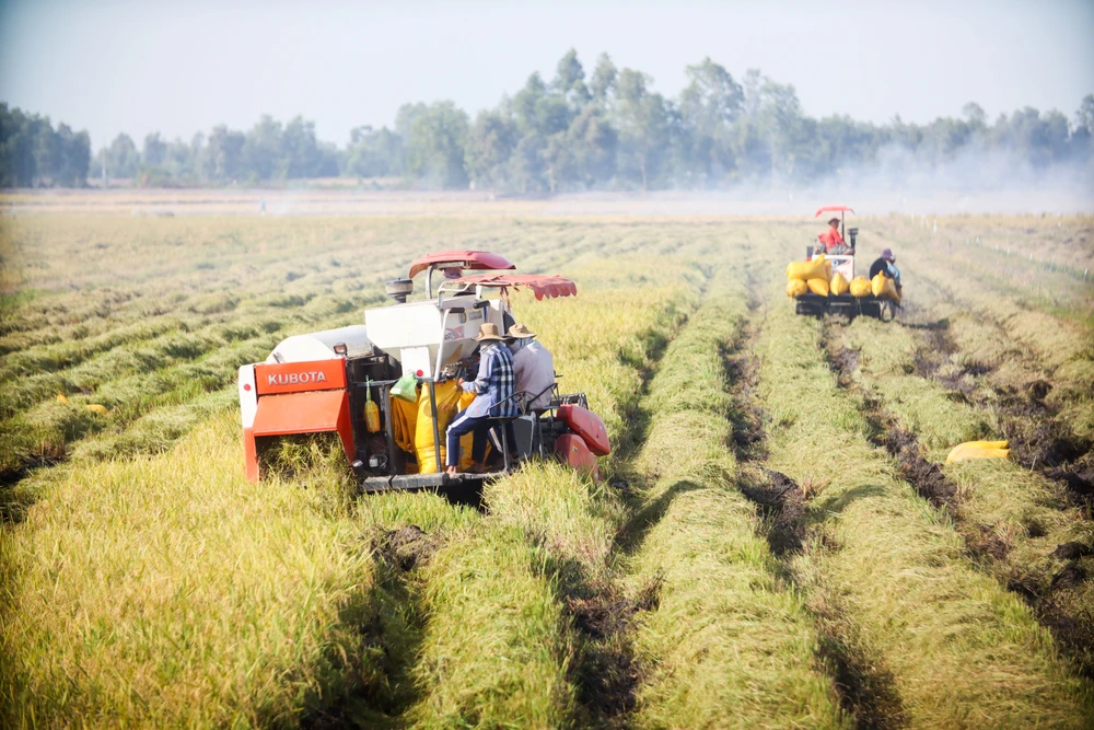 cánh đồng lúa chín vàng (17).jpg