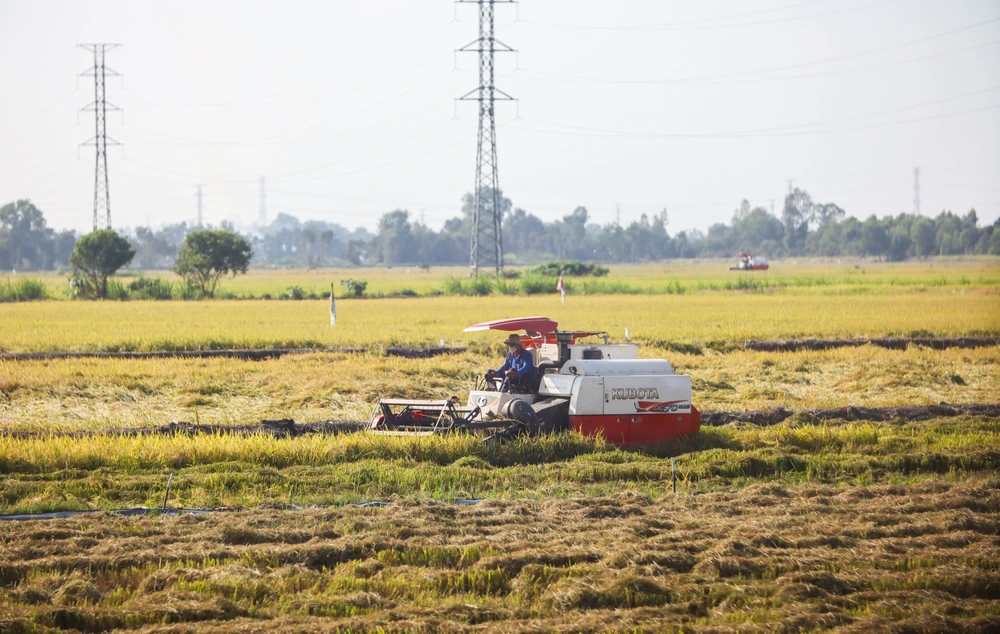 cánh đồng lúa chín vàng (18).jpg