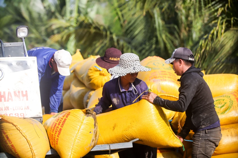 cánh đồng lúa chín vàng (19).jpg