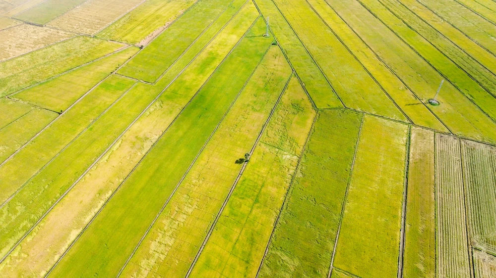 cánh đồng lúa chín vàng (2).jpg