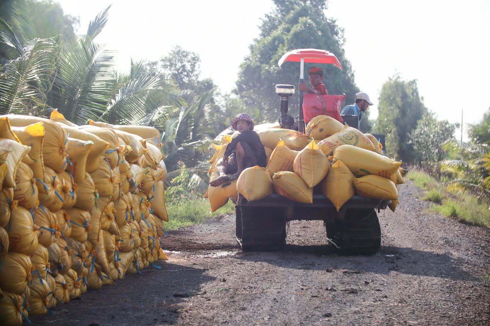 cánh đồng lúa chín vàng (21).jpg