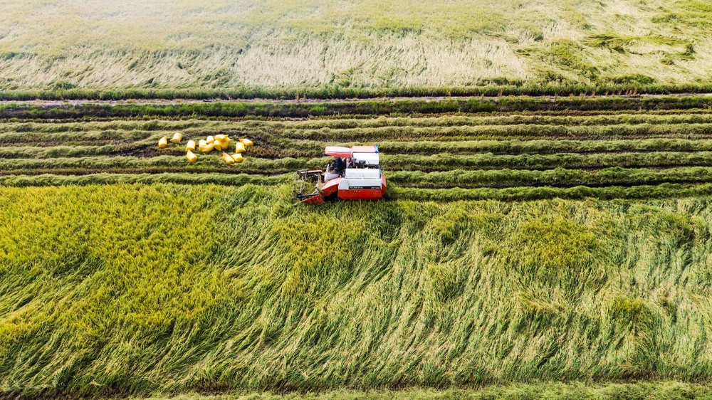 cánh đồng lúa chín vàng (6).jpg