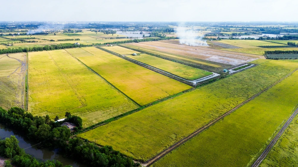 cánh đồng lúa chín vàng (9).jpg