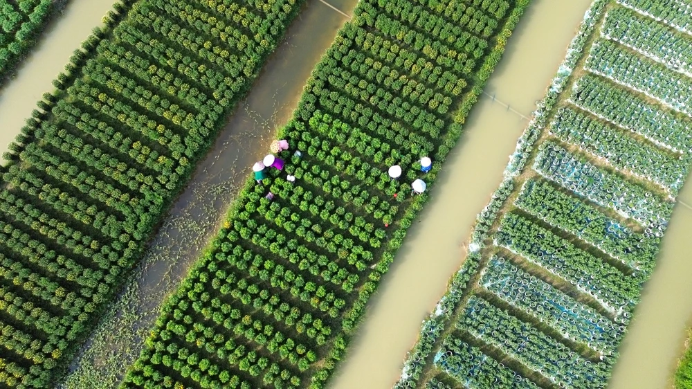 Làng Hoa Mỹ Phong 10.JPG