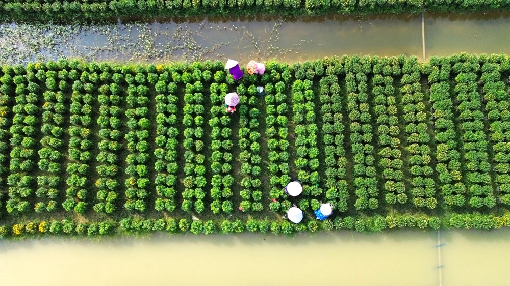 Làng Hoa Mỹ Phong 11.JPG