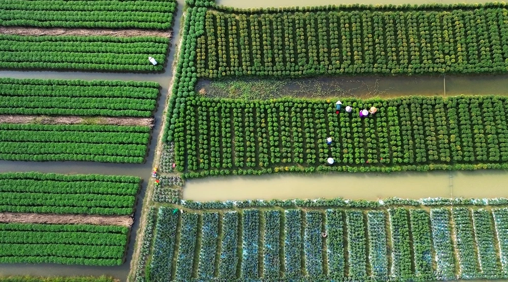 Làng Hoa Mỹ Phong 2.JPG