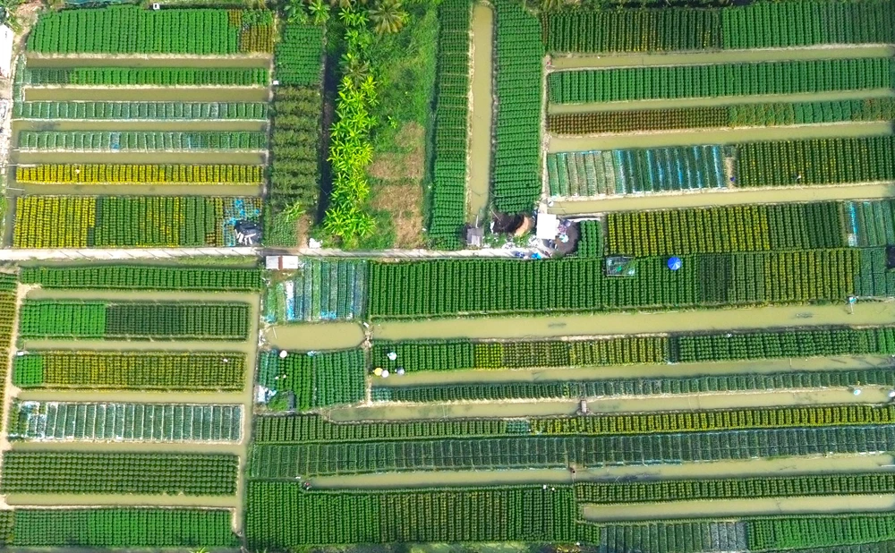 Làng Hoa Mỹ Phong 3.JPG