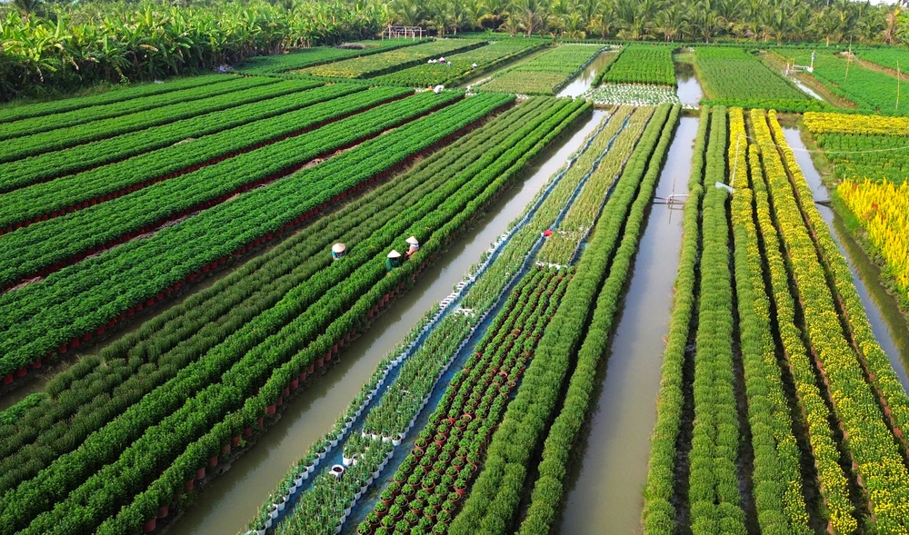 Làng Hoa Mỹ Phong.JPG