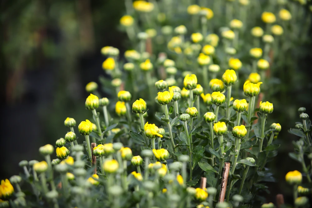 Làng Hoa Mỹ Phong 6.JPG