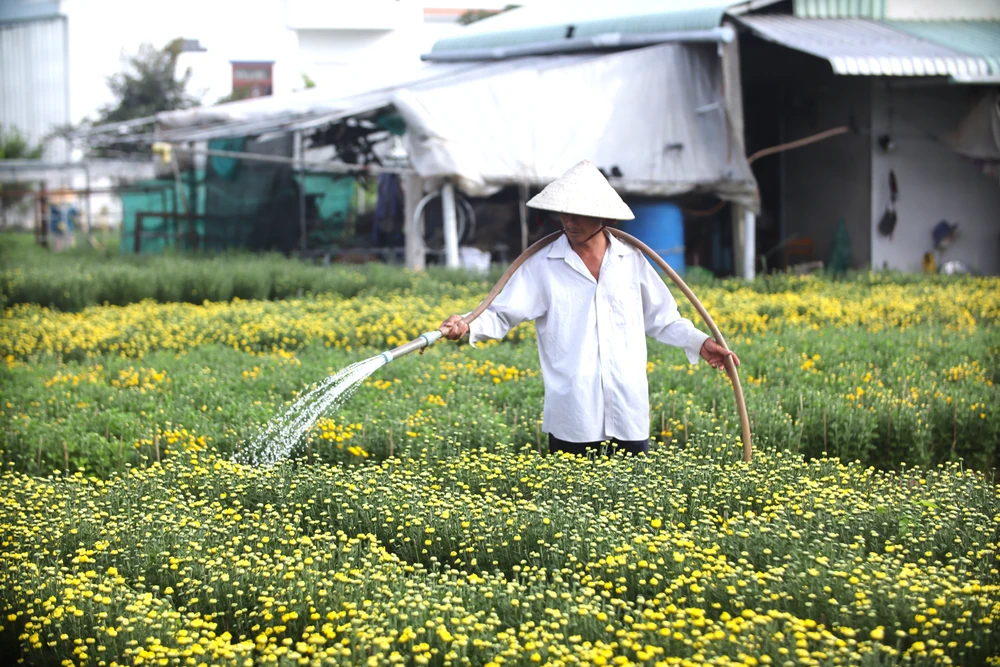 Làng Hoa Mỹ Phong 7.JPG
