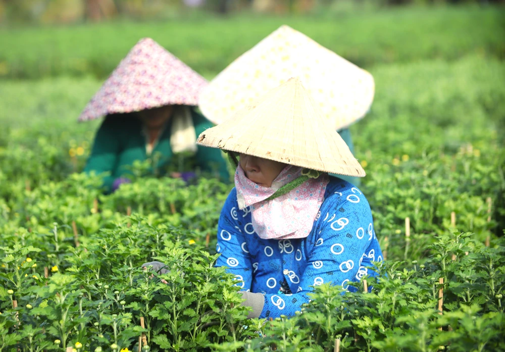 Làng Hoa Mỹ Phong 8.JPG