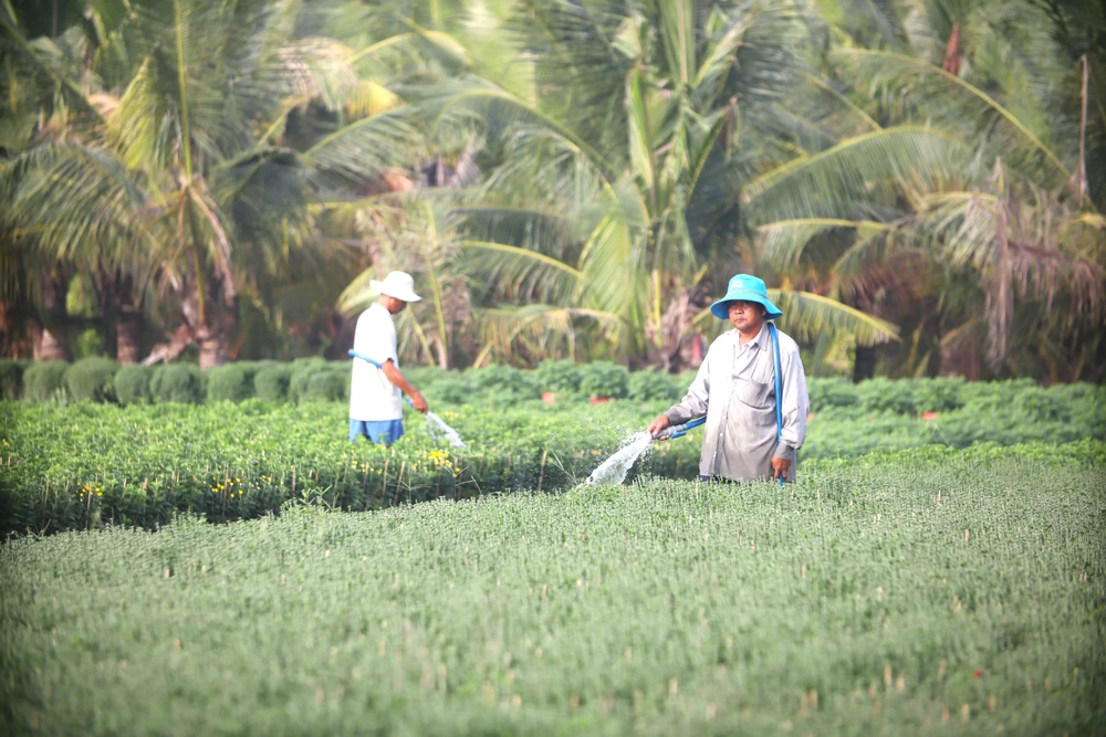 Làng Hoa Mỹ Phong 9.JPG