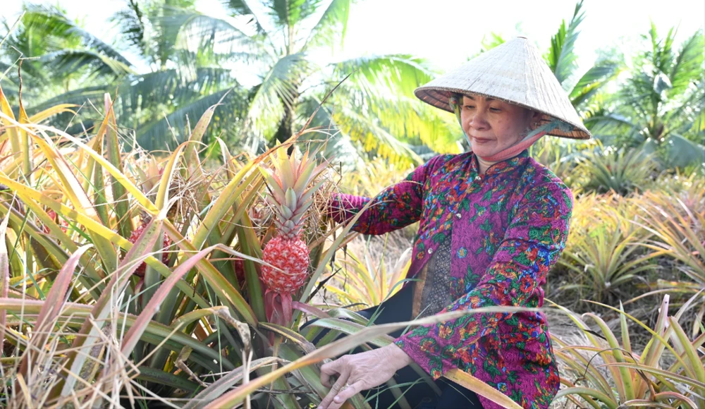 trồng khóm son.jpg